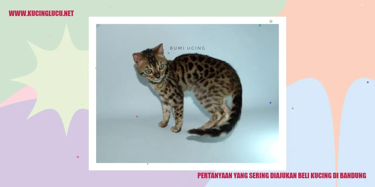 Pertanyaan yang Sering Ditanyakan saat Membeli Kucing di Bandung