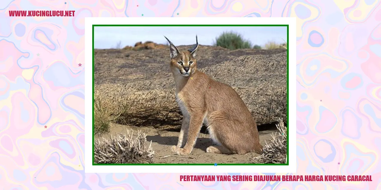 Pertanyaan yang Sering Diajukan berapa harga kucing caracal