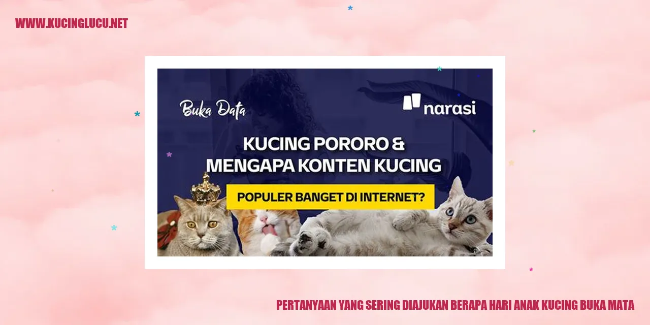 Gambar Anak Kucing