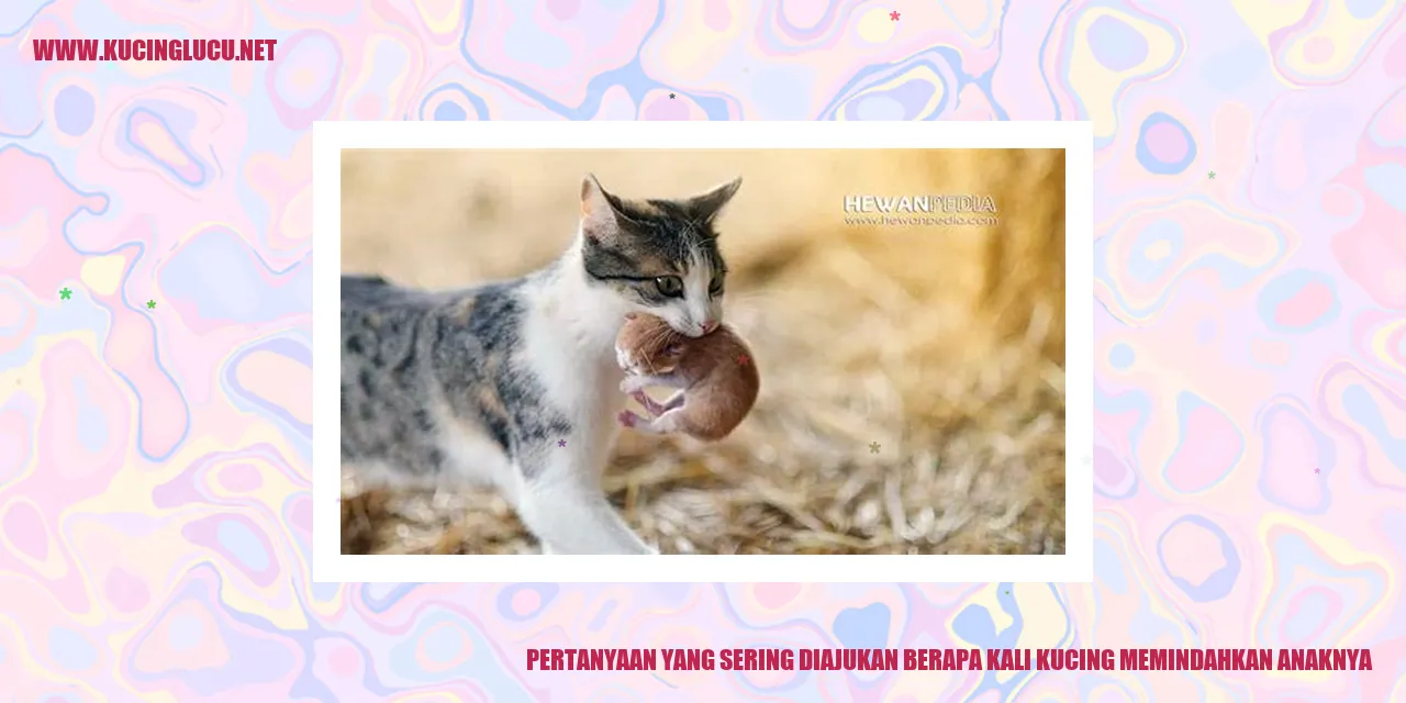 Gambar Kucing yang Menyentuh