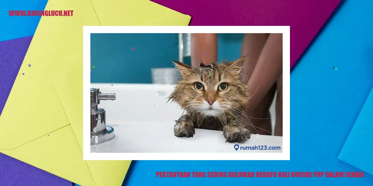 Gambar Seorang Kucing