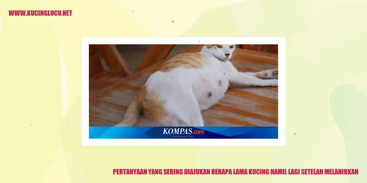 Kucing hamil lagi setelah melahirkan