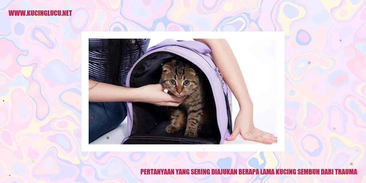 Gambar Kucing yang Mengalami Trauma