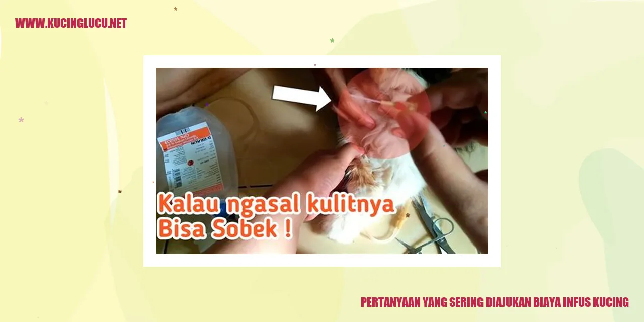 Infus Kucing