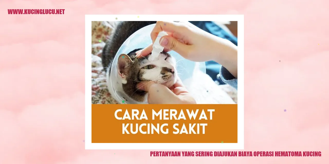 Ilustrasi Operasi Hematoma Kucing