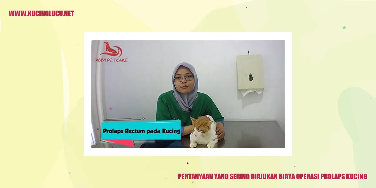 Gambar Operasi Prolaps Kucing