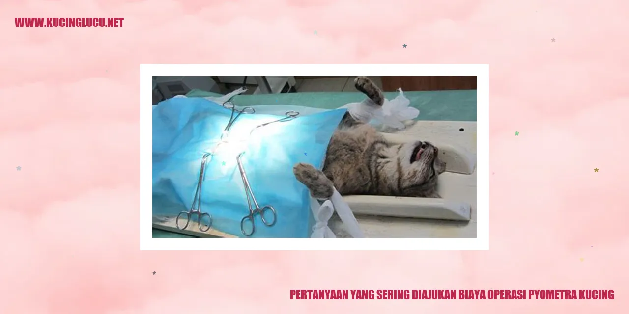 Gambar kucing sakit