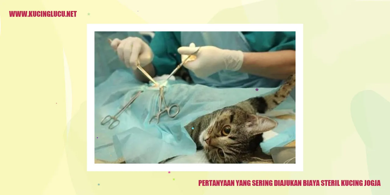 Biaya Sterilisasi Kucing di Jogja