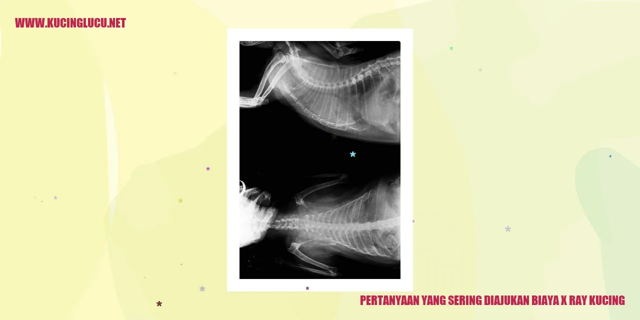 Kucing dalam gambar sinar-X di dalam ruangan