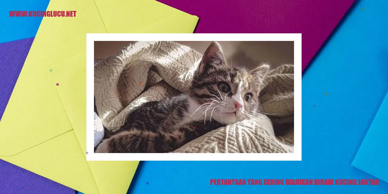 Gambar kucing jantan sedang mengalami birahi