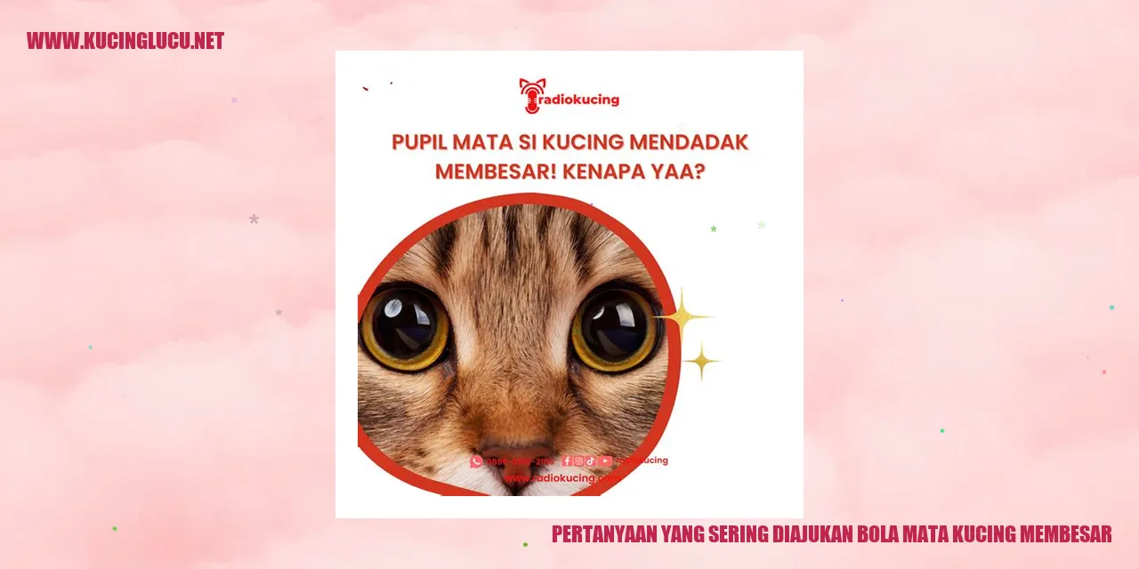 Bola Mata Kucing Membesar