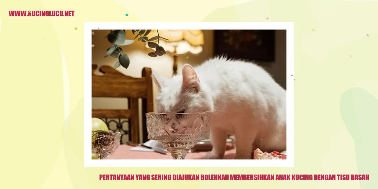 Anak kucing dengan tisu basah