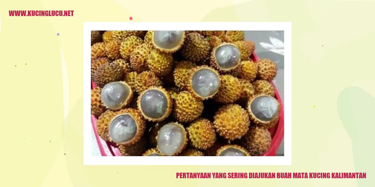 Buah Mata Kucing Kalimantan
