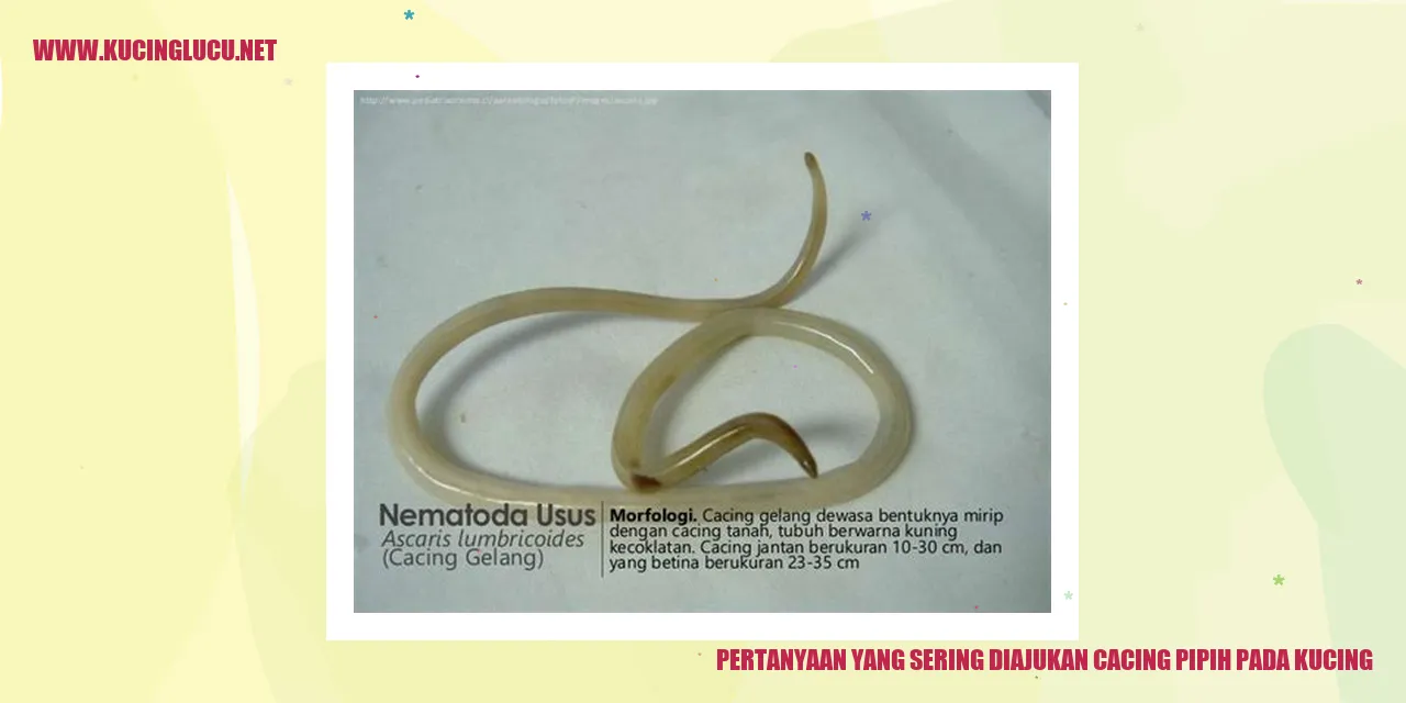 Cacing Pita pada Kucing