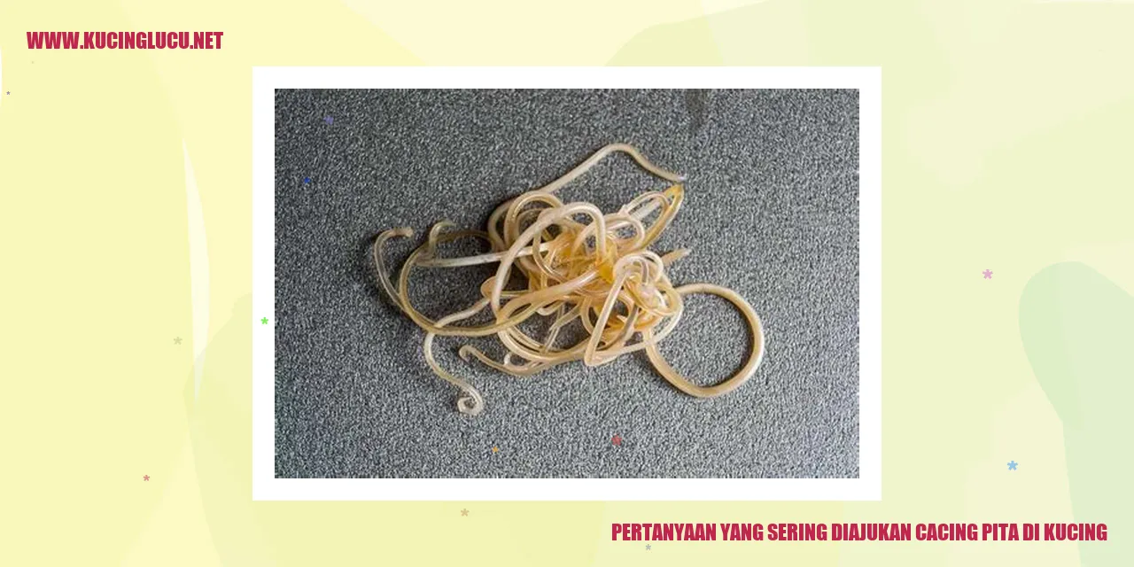 Cacing Pita di Kucing