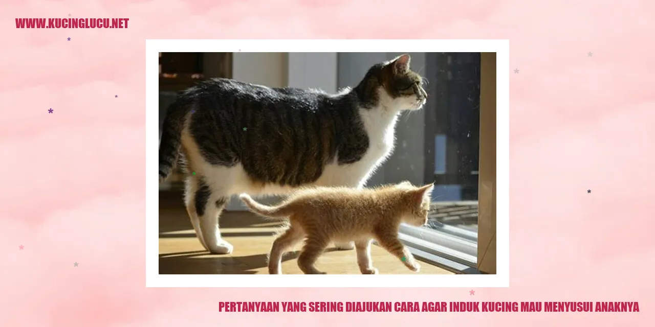 Induk kucing menyusui anaknya