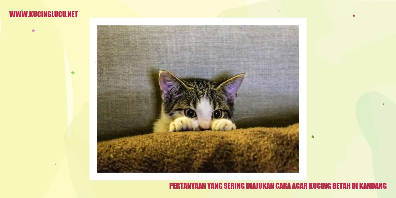 Kucing Betah di Kandang