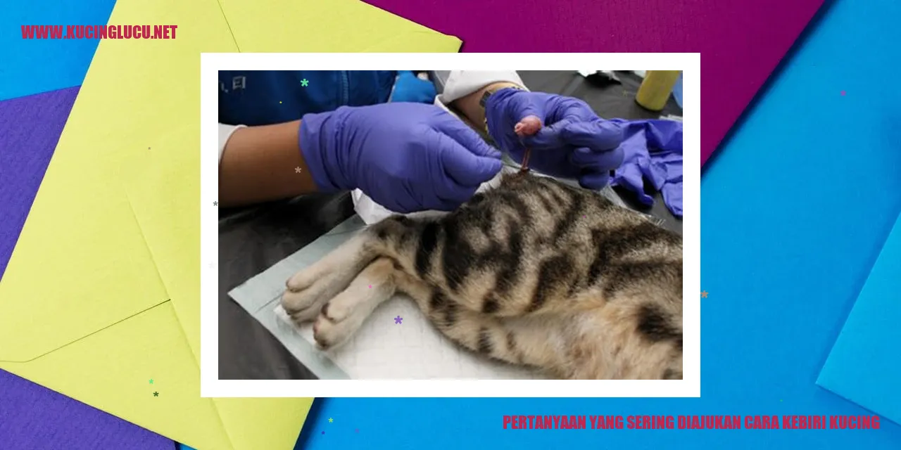 kebiri kucing