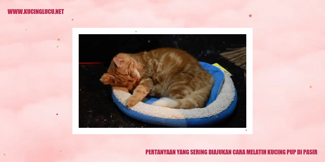 Cara Melatih Kucing Pup di Pasir