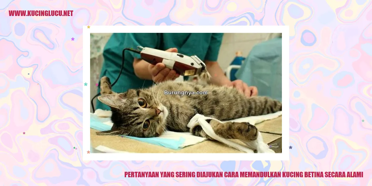 Ilustrasi Kucing Betina