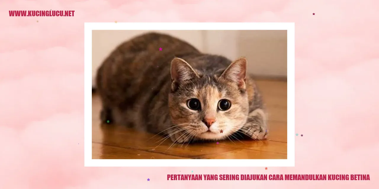 Gambar kucing betina