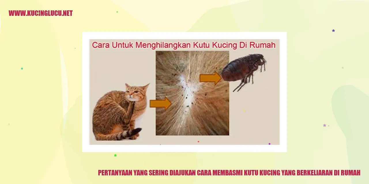 Kutu kucing