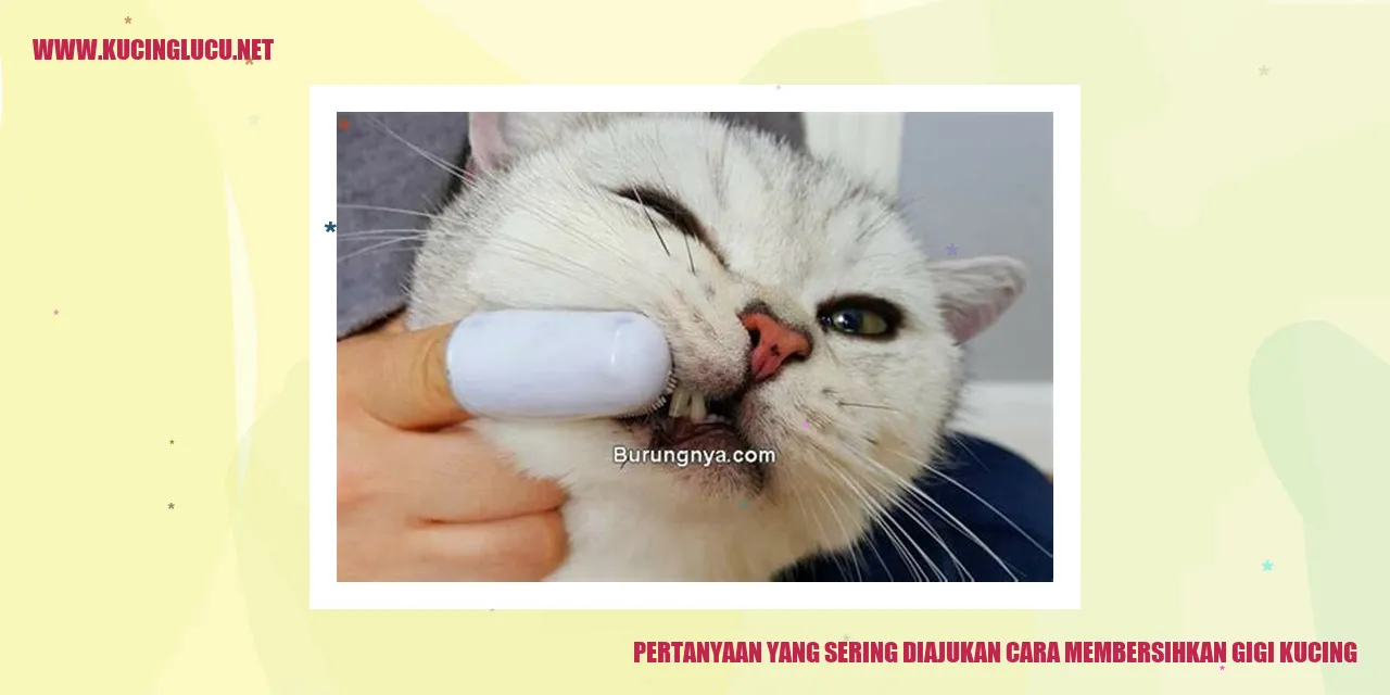 Gigi kucing yang bersih