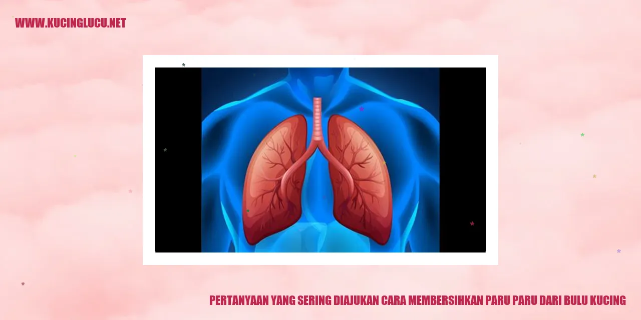 Ilustrasi Bulu Kucing
