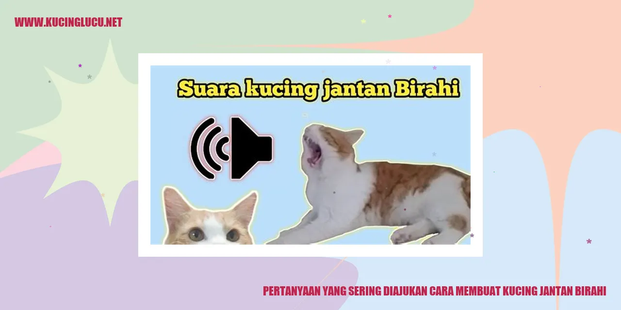 Kucing jantan birahi