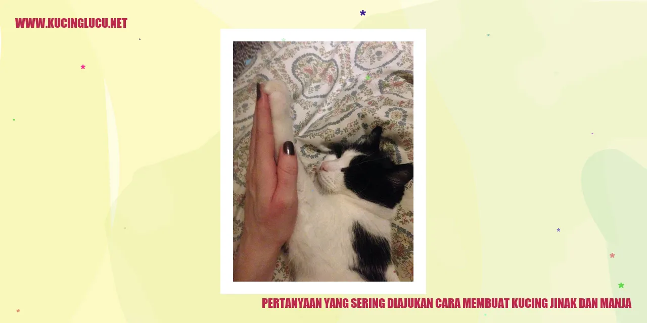 Gambar kucing manja dan jinak