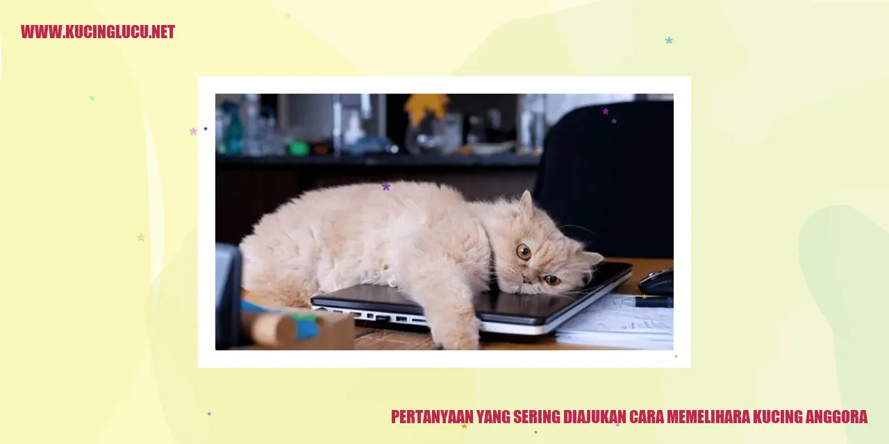 Kucing Anggora
