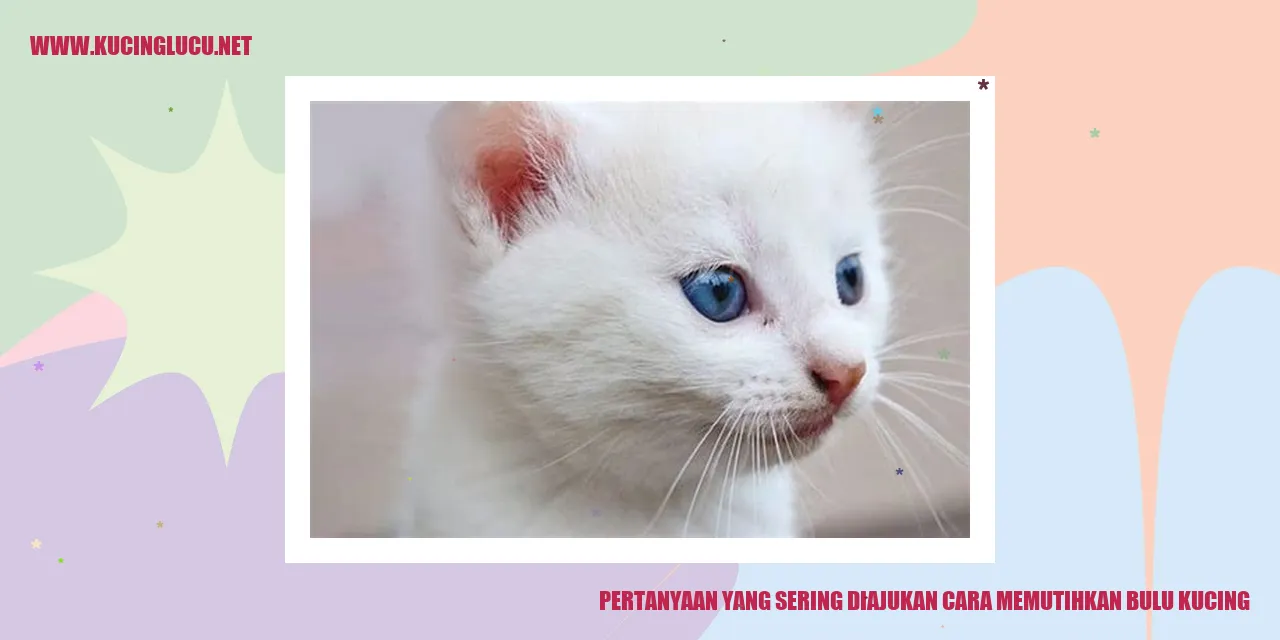Gambar Kucing