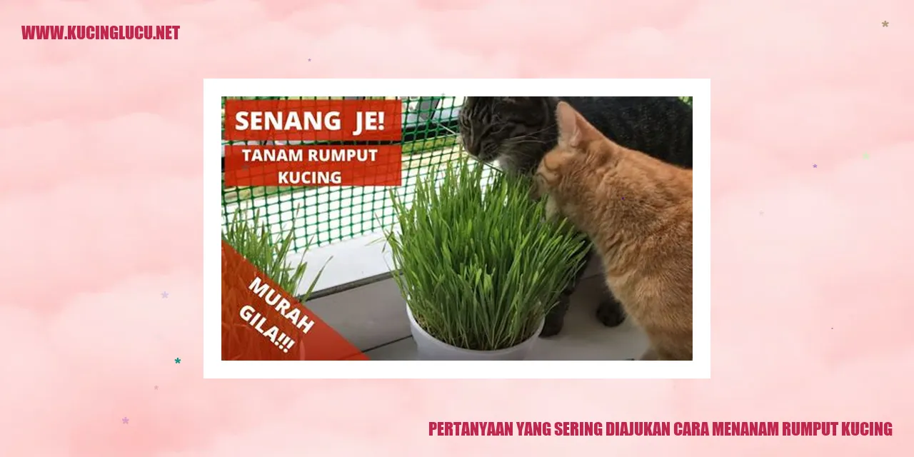 Gambar pertanyaan yang sering ditanyakan tentang cara menanam rumput kucing