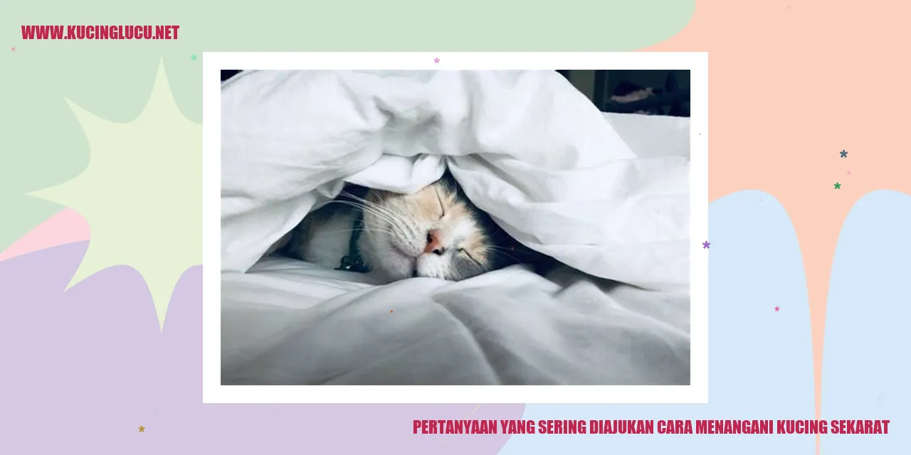 Gambar Kucing Sekarat