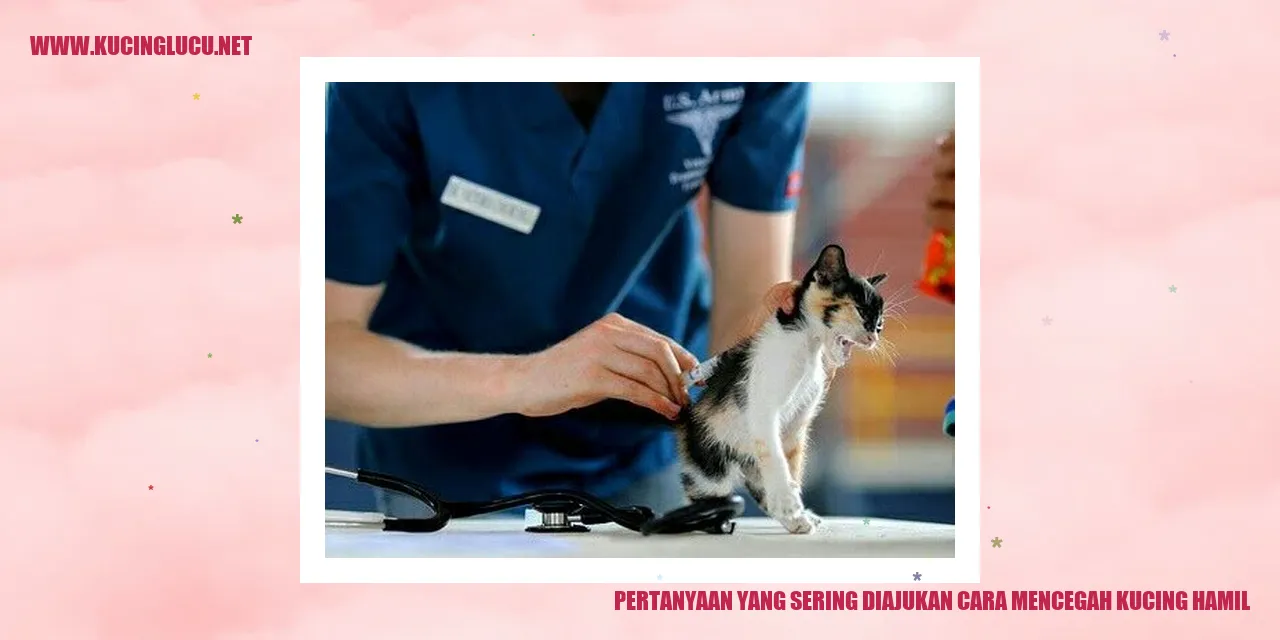 Kucing hamil