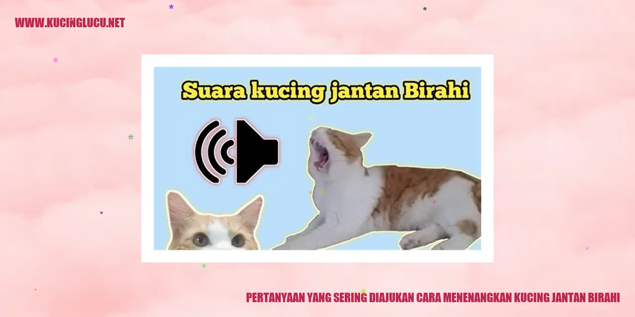 Gambar Kucing Jantan Birahi