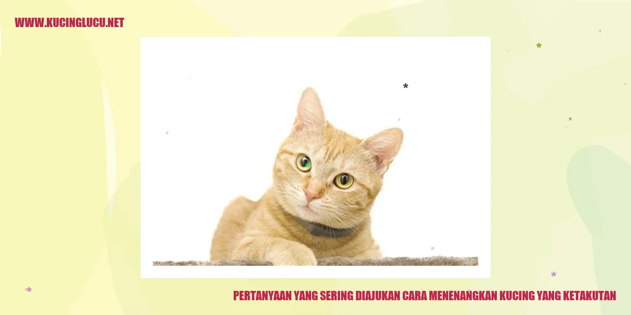 Gambar kucing yang ketakutan