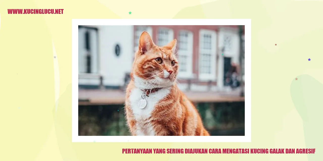 Gambar Kucing Galak dan Agresif
