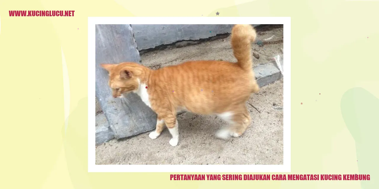 pertanyaan kucing kembung