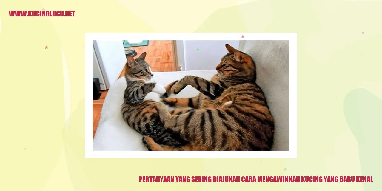 Kucing sedang bermain di taman.