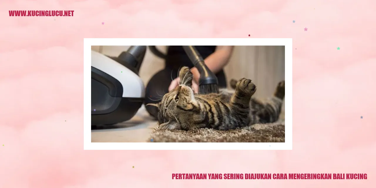 kucing lucu