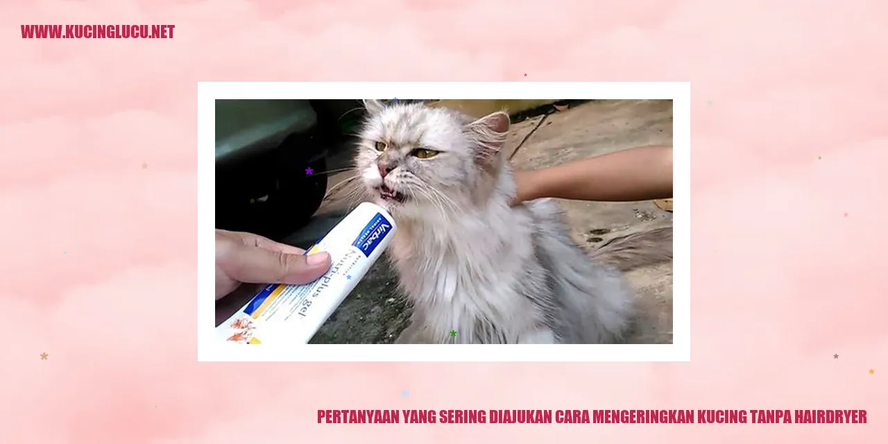 Gambar kucing sedang dikeringkan