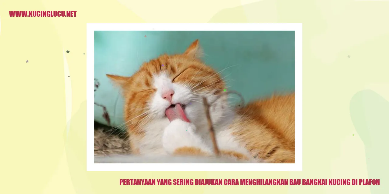Menghilangkan bau bangkai kucing di plafon