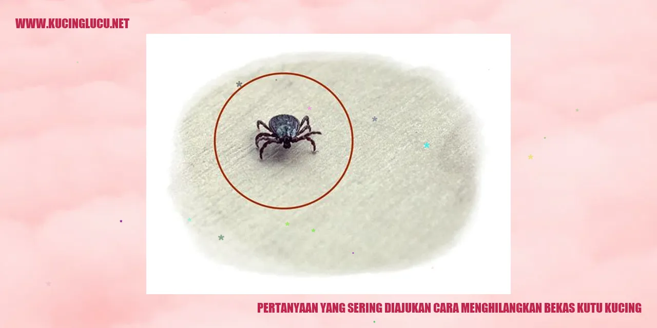 Kucing yang Mengalami Gigitan Kutu