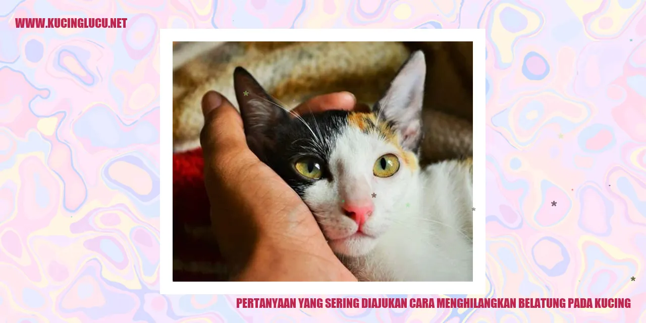 Belatung pada kucing