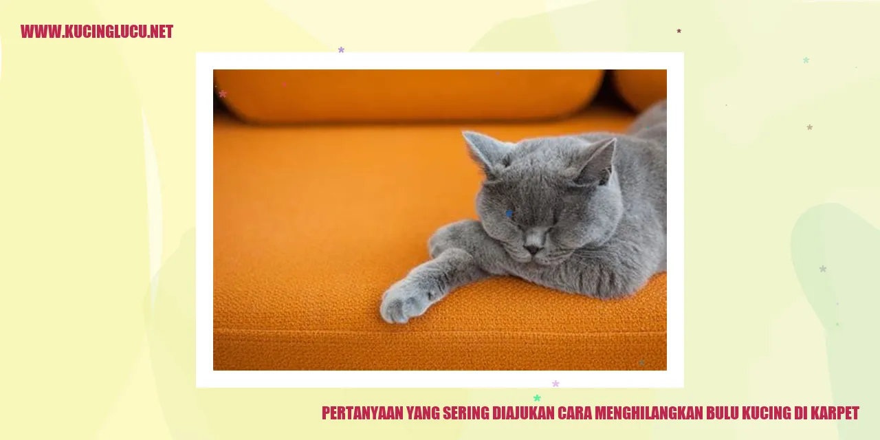 Bulu Kucing di Karpet