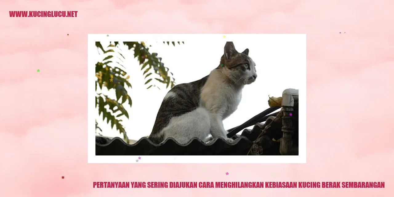 Kucing Berak Sembarangan