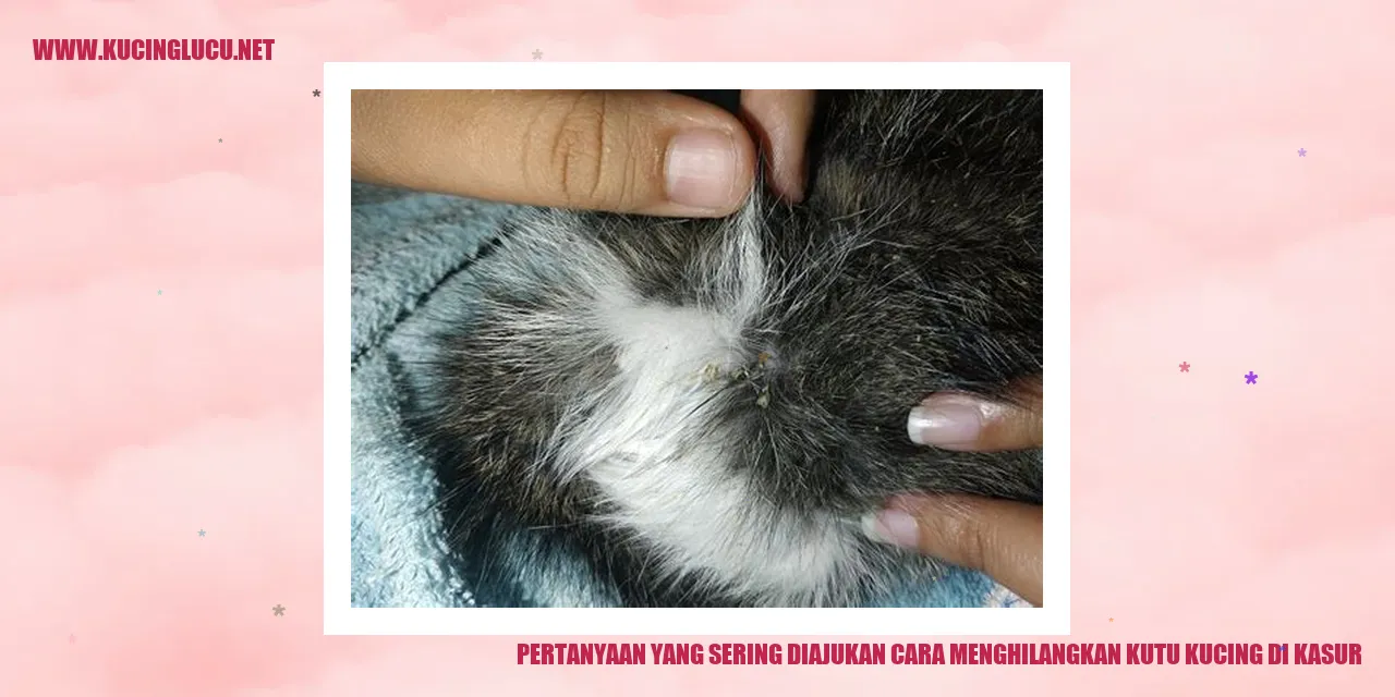 Kucing di kasur
