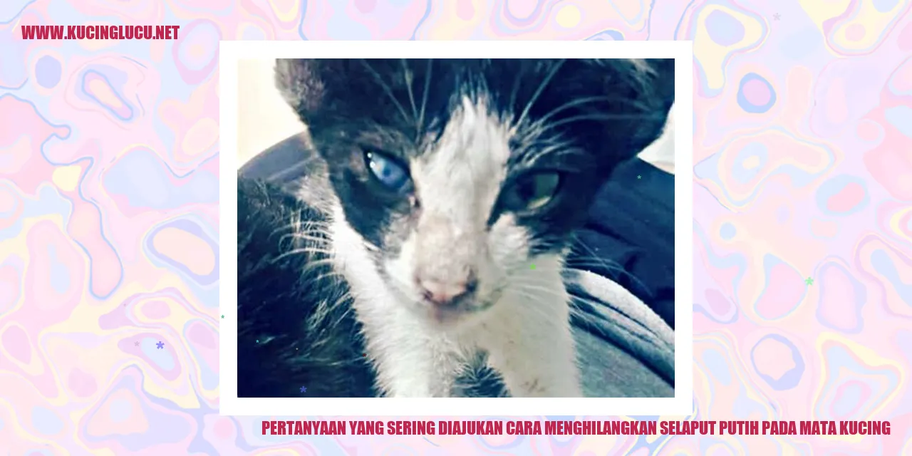 Ilustrasi Mata Kucing