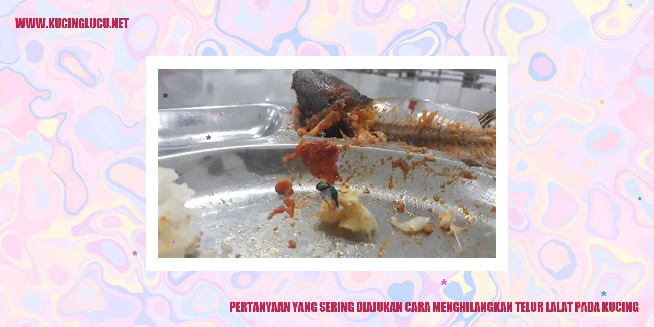 Gambar kucing
